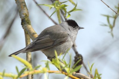 Blackcap, male