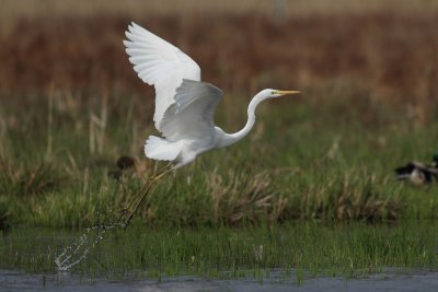 Great Egret