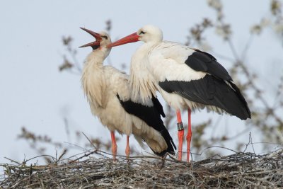 White Stork