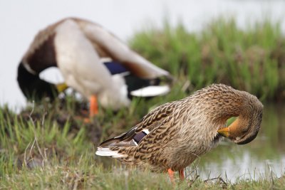 Mallard, male and female