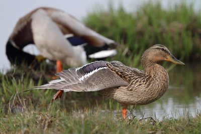 Mallard, male and female