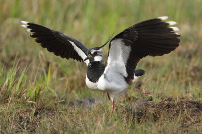 Northern Lapwing - Portrait