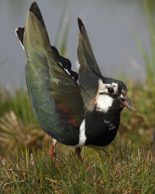 Northern Lapwing