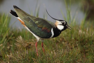 Northern Lapwing - Mating Display