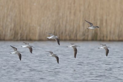 Greenshank