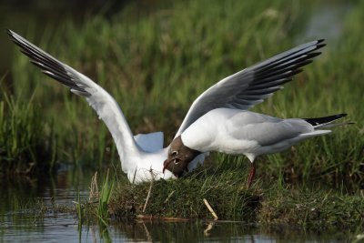 Black-headed gull, mating display