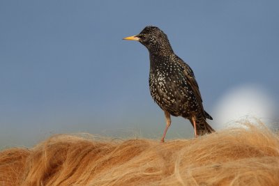 Common Starling - On Cattle