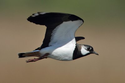 Northern Lapwing - In Flight
