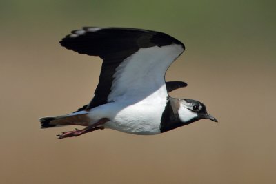 Northern Lapwing