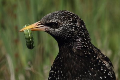 Common Starling - Feeding