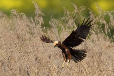Marsh Harrier, female