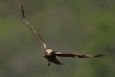 Marsh Harrier, female
