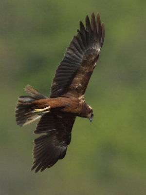 Marsh Harrier, female