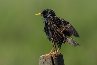 Common Starling - Preening