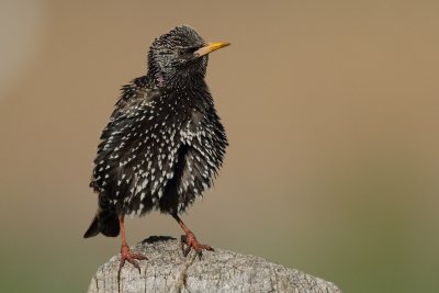 Common Starling - Preening