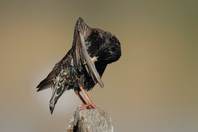 Common Starling - Preening