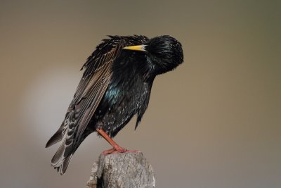 Common Starling - Preening