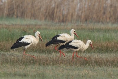 White Stork