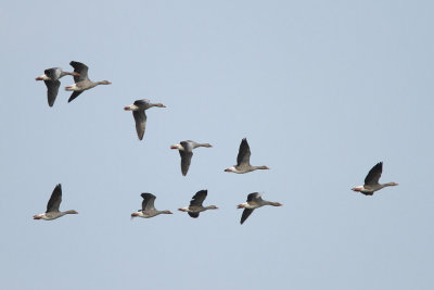 Greylag Goose - In Flight