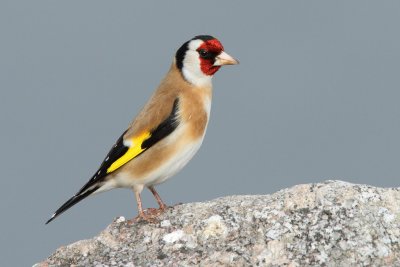 European Goldfinch