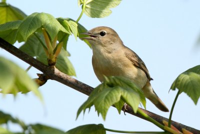 Garden Warbler