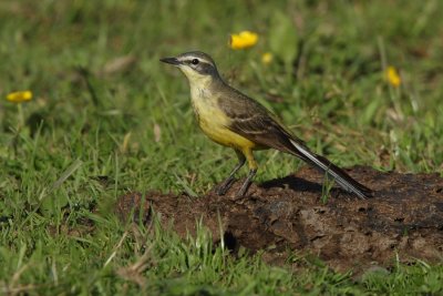 Yellow Wagtail, female