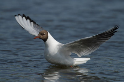 Black-headed gull