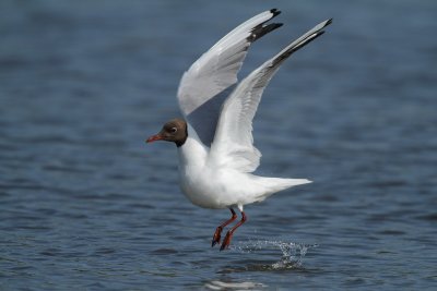 Black-headed gull