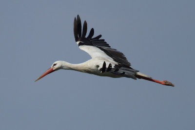 White Stork