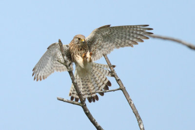 Common Kestrel, female