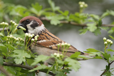 Tree Sparrow