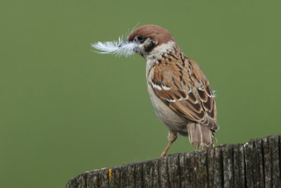 Tree Sparrow