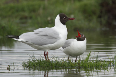 Black-headed gull, mating display