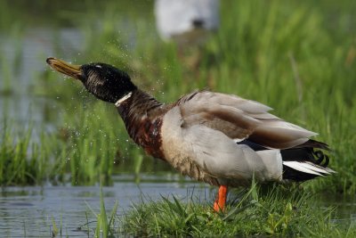 Mallard, male