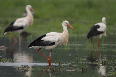 White Stork - Group