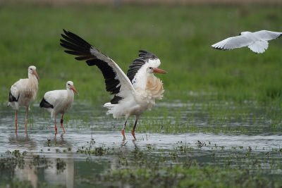 White Stork - Fighting