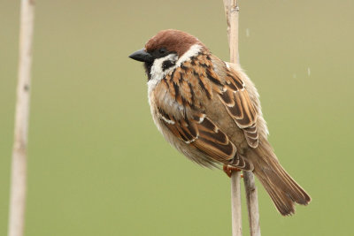 Tree Sparrow