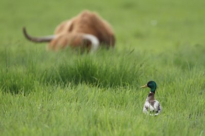 IMG_6520.JPG