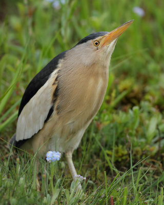 Little Bittern, male