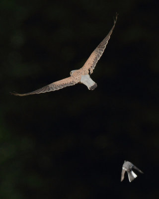 Common Kestrel, male