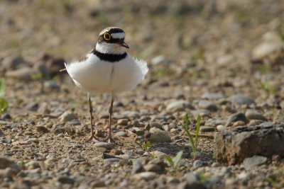 Little Ringed Plover