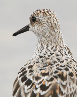 Sanderling