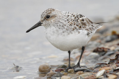 Sanderling