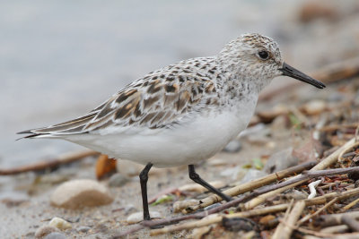 Sanderling