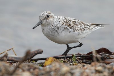 Sanderling