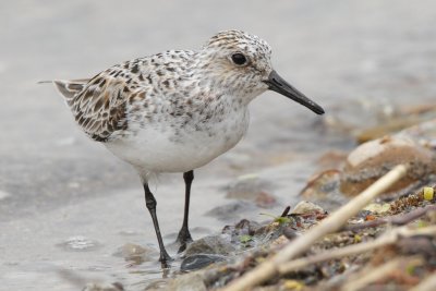Sanderling