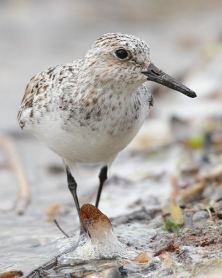 Sanderling