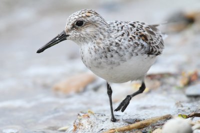 Sanderling