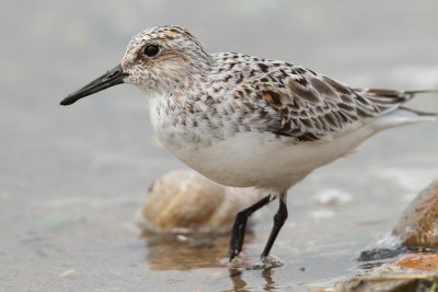 Sanderling