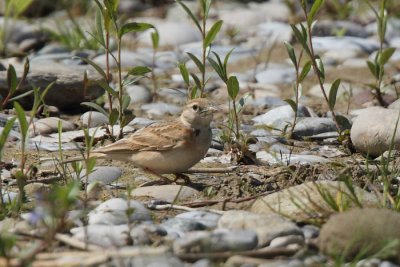 Greater Short-toed Lark